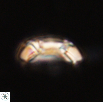 Toweius callosus 54740