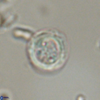 Toweius distinctus 58783