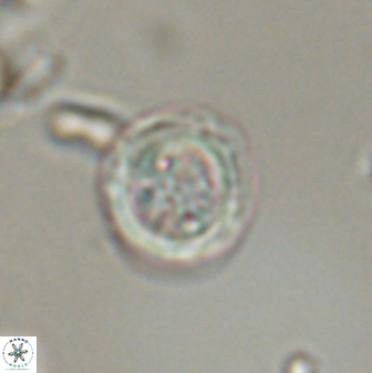 Toweius distinctus 58783