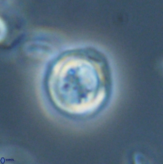 Toweius distinctus 58784