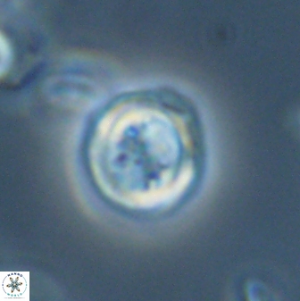 Toweius distinctus 58784