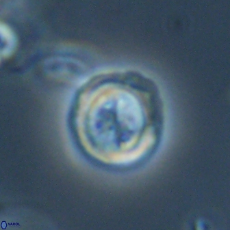 Toweius distinctus 58785