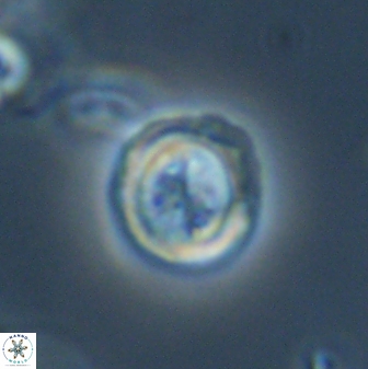 Toweius distinctus 58785