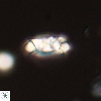 Toweius distinctus 58790