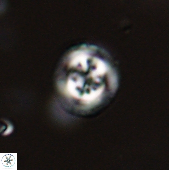 Toweius distinctus 58793