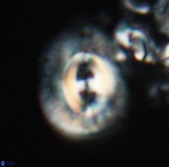 Toweius ektopisma 22174
