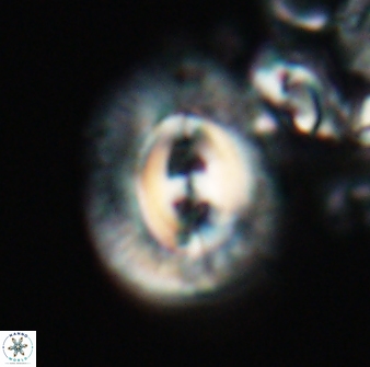 Toweius ektopisma 22174