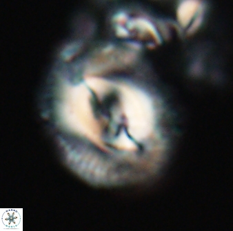 Toweius ektopisma 22178