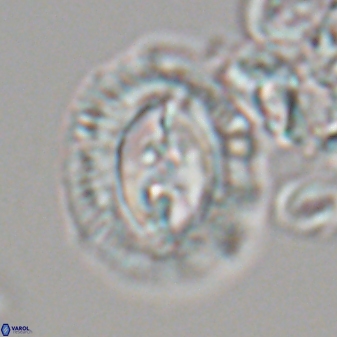 Toweius ektopisma 22182
