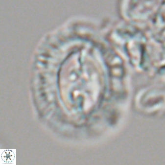 Toweius ektopisma 22182