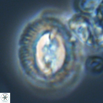 Toweius ektopisma 22183