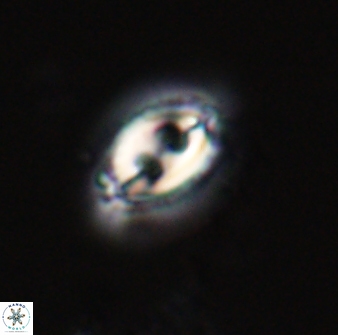 Toweius ektopisma 23223