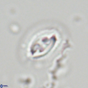 Toweius ektopisma 23224