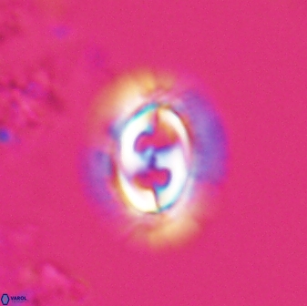 Toweius ektopisma 24619