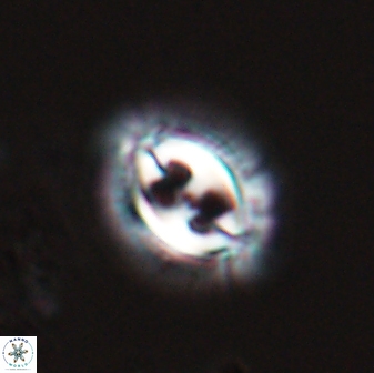 Toweius ektopisma 24621