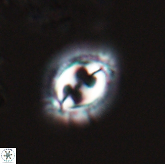 Toweius ektopisma 24622