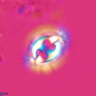 Toweius ektopisma 24623