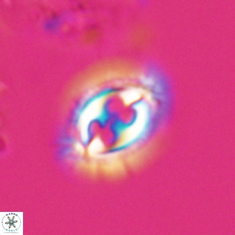 Toweius ektopisma 24623