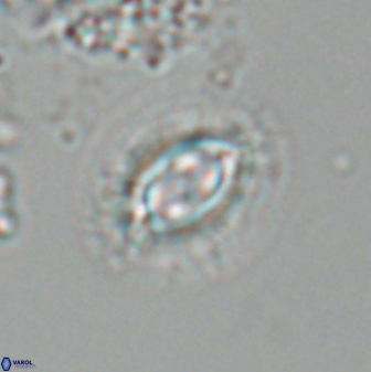 Toweius ektopisma 24624