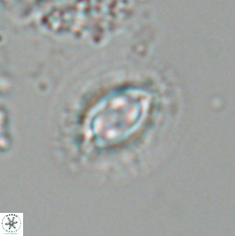 Toweius ektopisma 24624