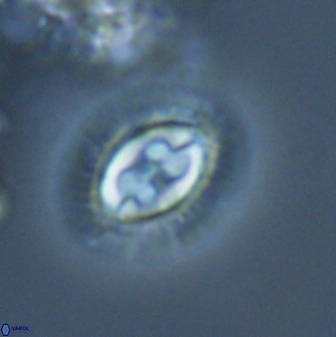 Toweius ektopisma 24625