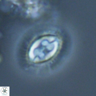Toweius ektopisma 24625