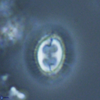 Toweius ektopisma 24626