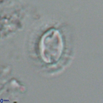 Toweius ektopisma 24627
