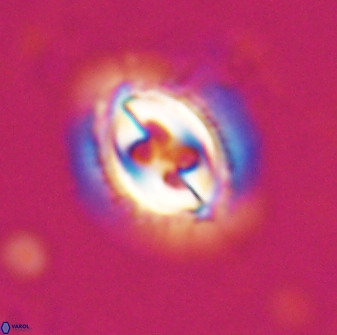 Toweius ektopisma 24818
