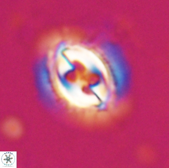 Toweius ektopisma 24818