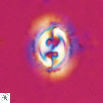 Toweius ektopisma 24819