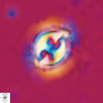 Toweius ektopisma 24822