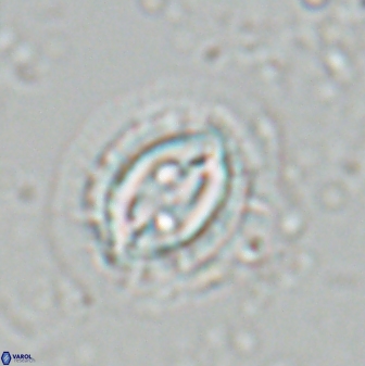Toweius ektopisma 24823