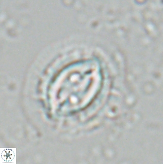 Toweius ektopisma 24823