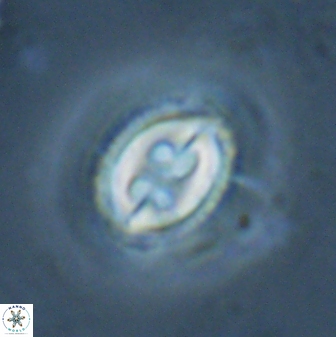Toweius ektopisma 24824