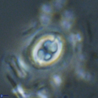 Toweius eminens 19995