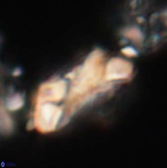 Toweius eminens 20605