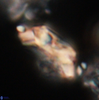 Toweius eminens 20608