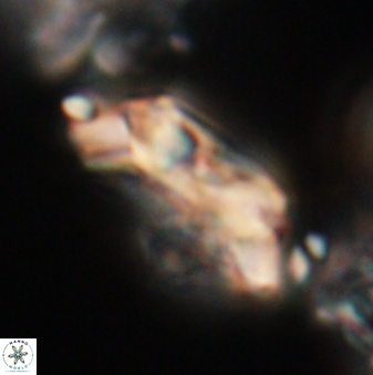 Toweius eminens 20608