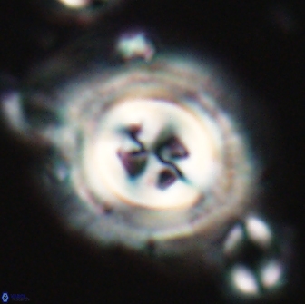 Toweius eminens 22082
