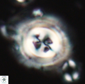 Toweius eminens 22082