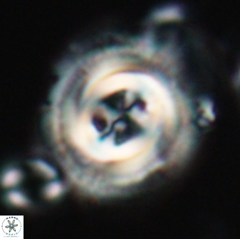 Toweius eminens 22086