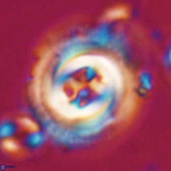 Toweius eminens 22087
