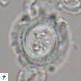 Toweius eminens 22088