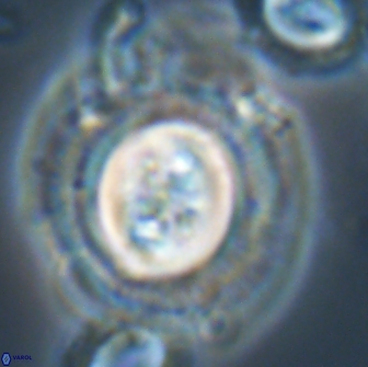 Toweius eminens 22089