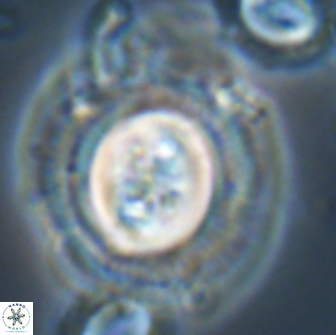 Toweius eminens 22089