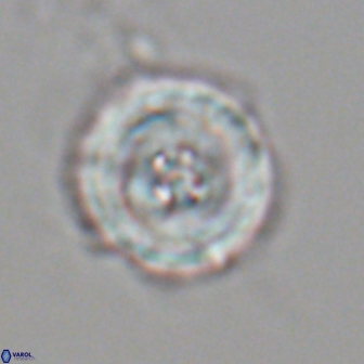 Toweius eminens 22119