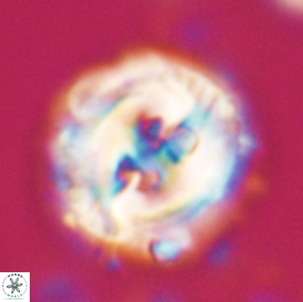 Toweius eminens 22123