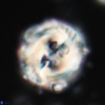 Toweius eminens 22124
