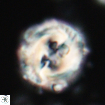 Toweius eminens 22124